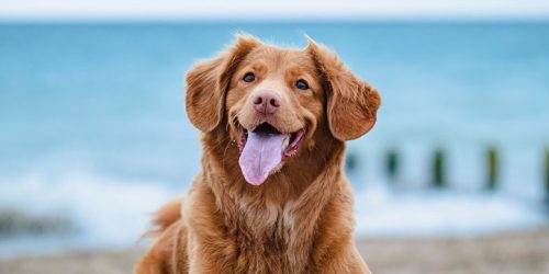 pet-care-img-01