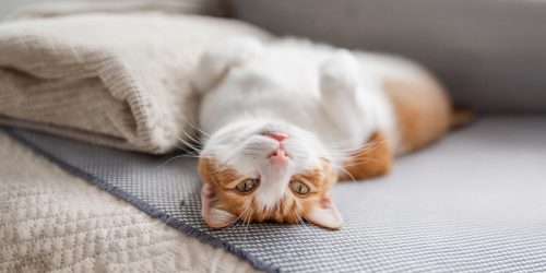 shutterstock_2302470929