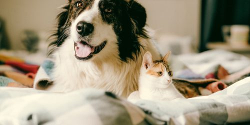 shutterstock_2679070655